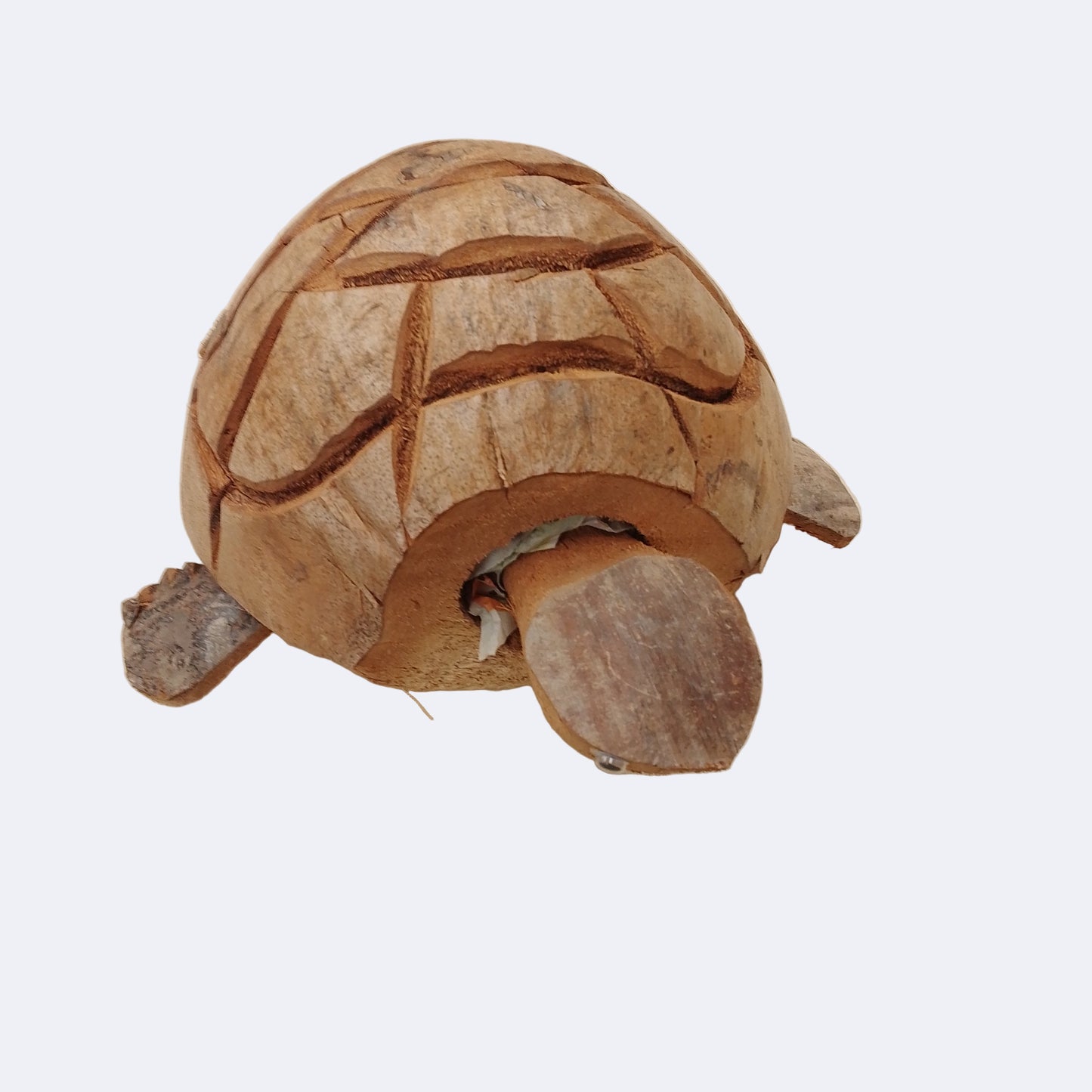 Coconut Nodding Tortoise