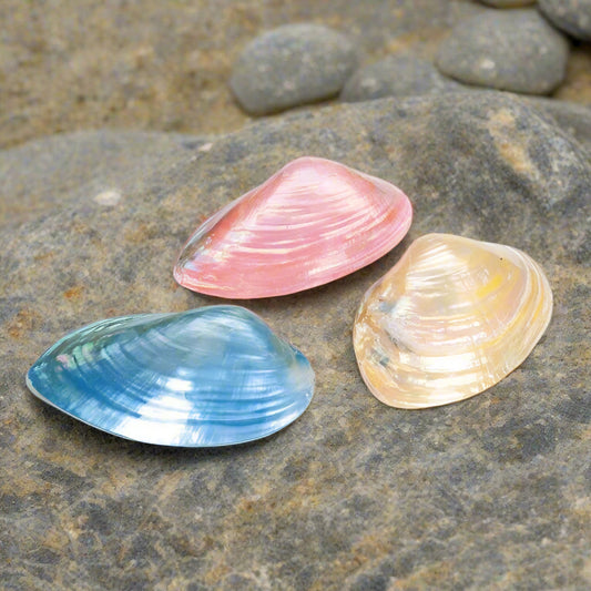 Loose Shells - Cabibie Mussel