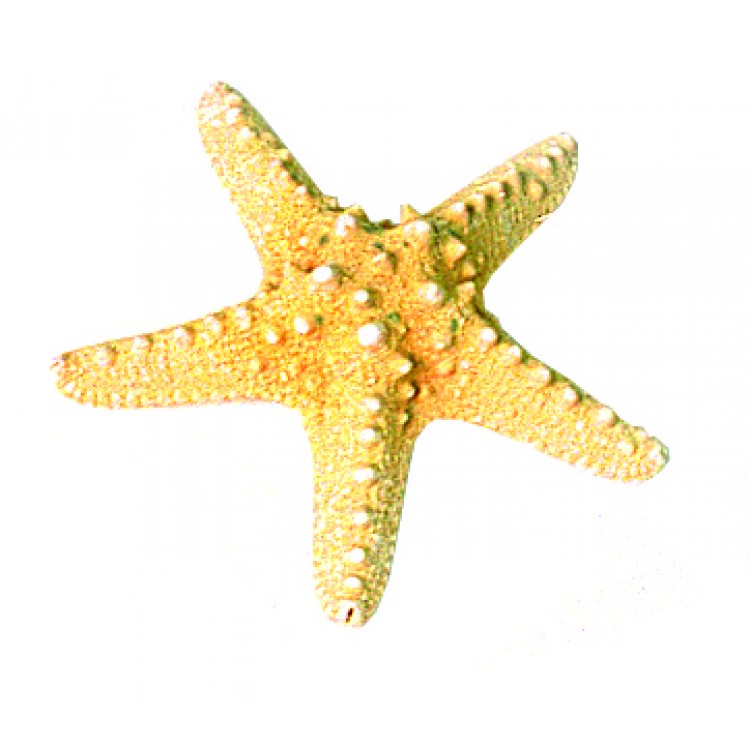 Loose Shells - Giant Knobbly Starfish