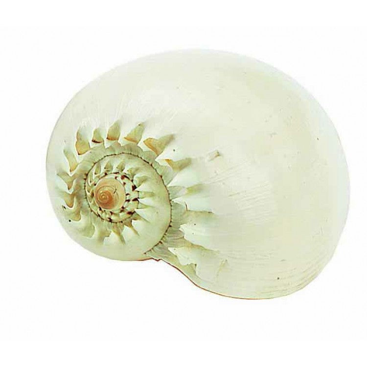 Loose Shells - Melo Shell
