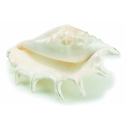 Lambis Truncata (7-Fingered Shell)