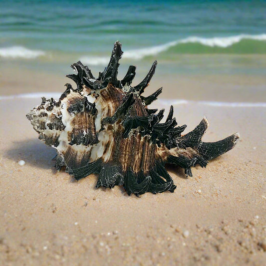 Loose Shells - Murex Endivia