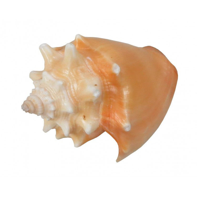 Loose Shells - Primrose Conch