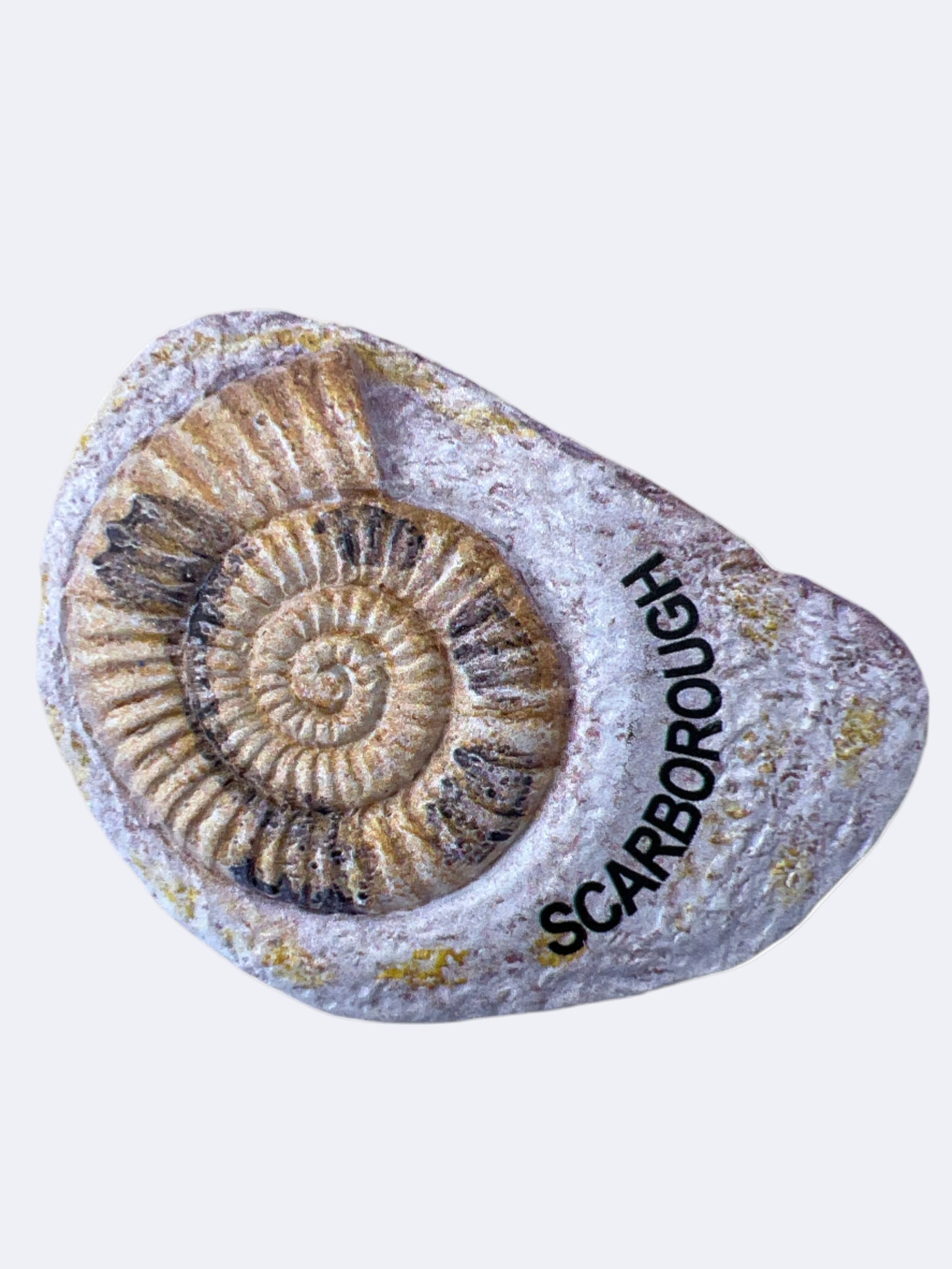 Ammonite Magnet