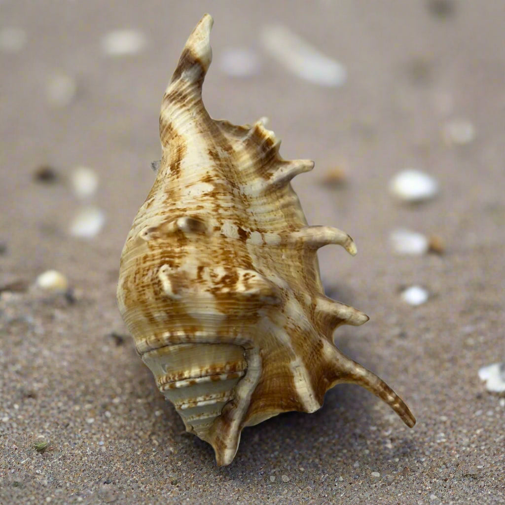 Loose Shells - Lambis Scorpio