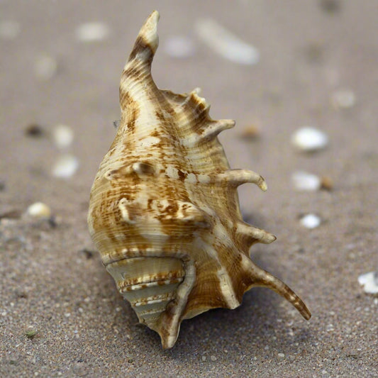 Loose Shells - Lambis Scorpio