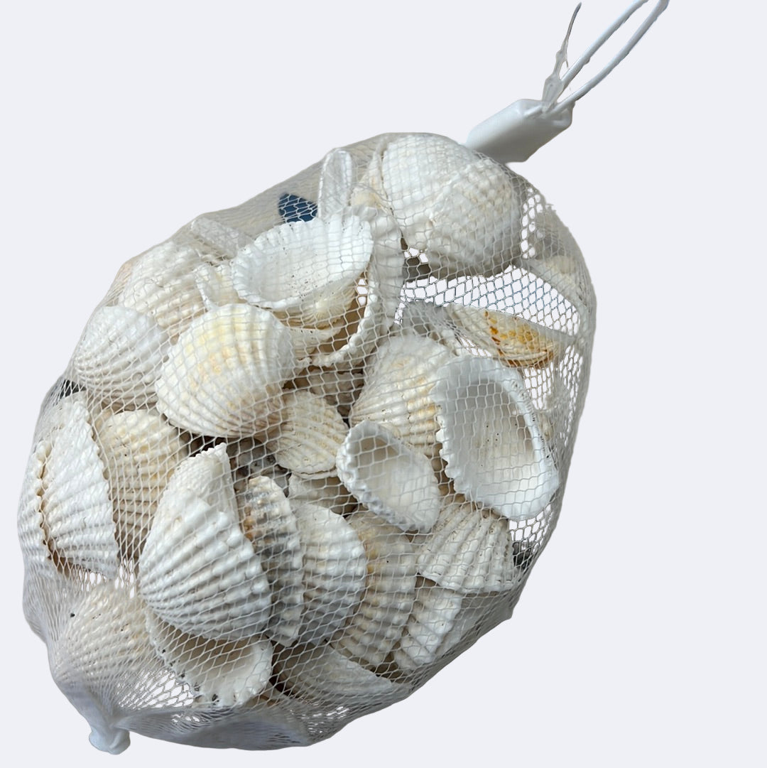 A clear plastic mesh bag filled with white seashells, with a brown paper price tag attached to the top.