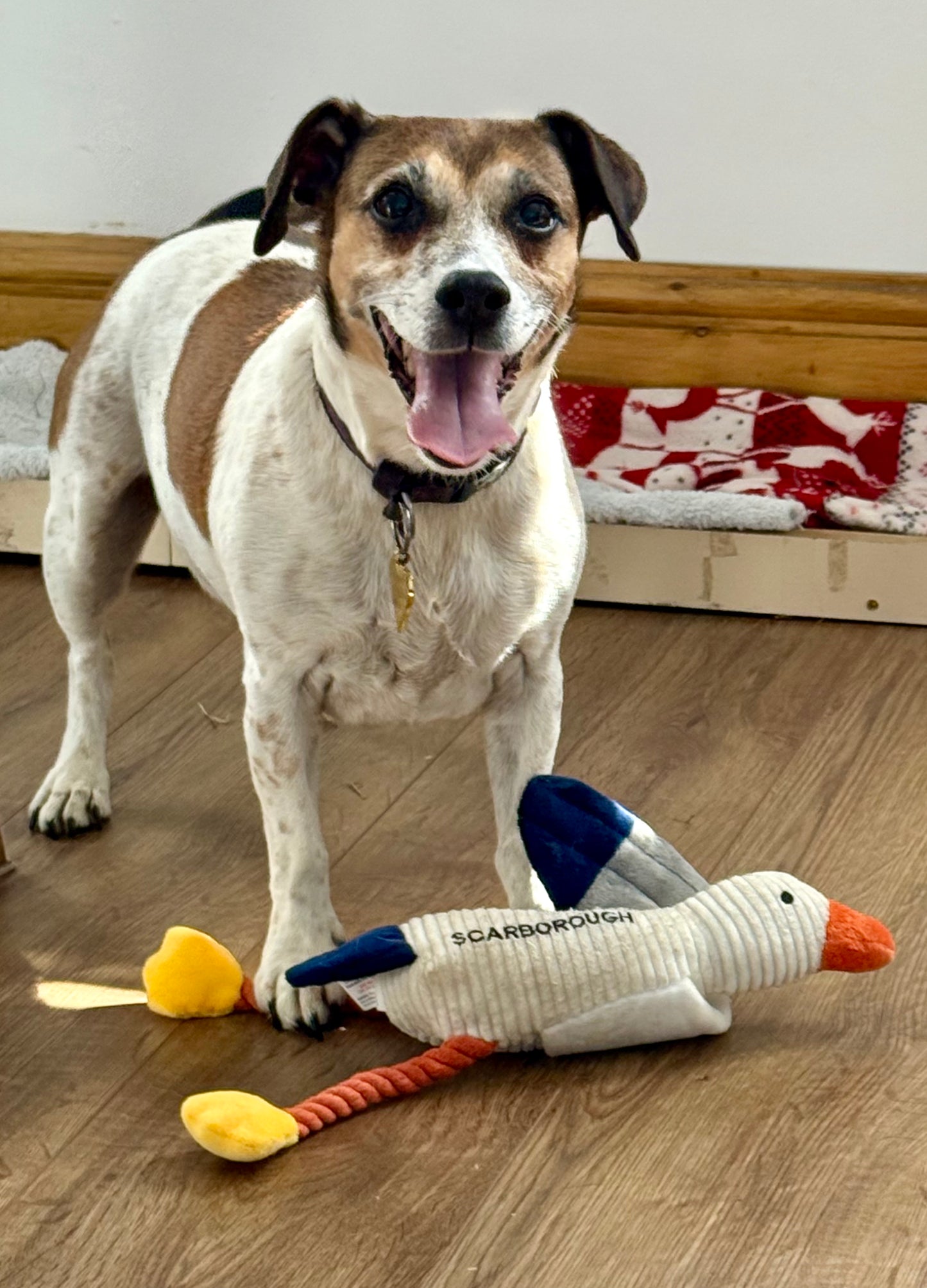Squeaky Scarborough Seagull Dog Toy