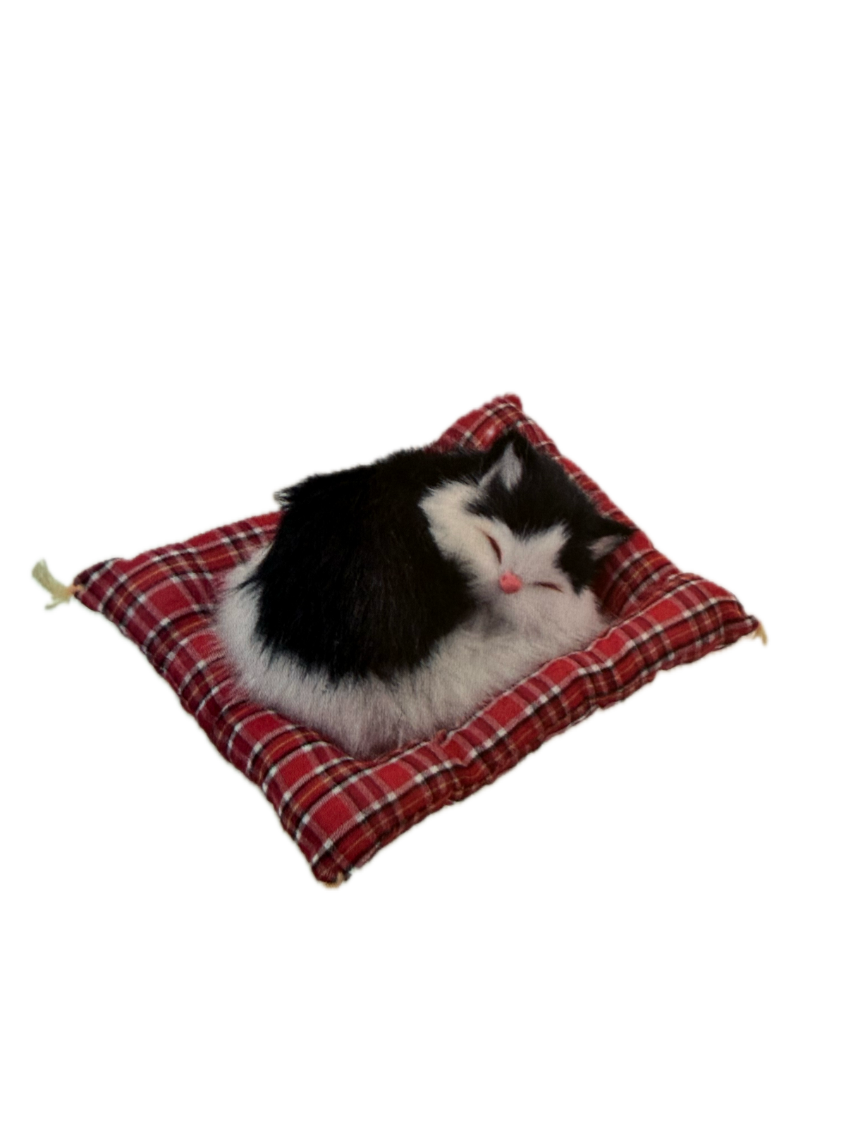 Sleeping Animal on Mat