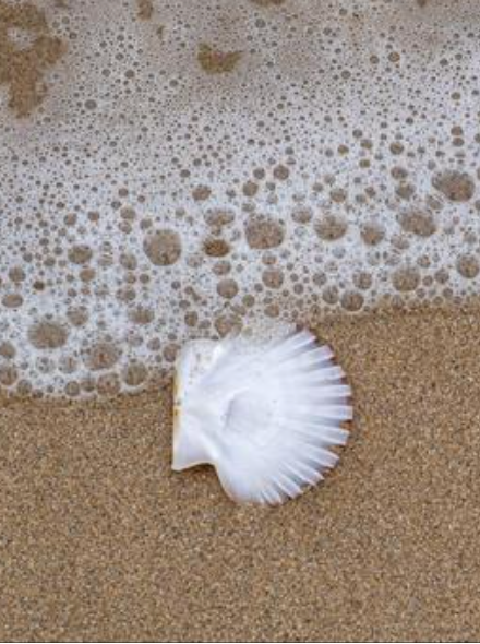 Loose Shells - Scallop
