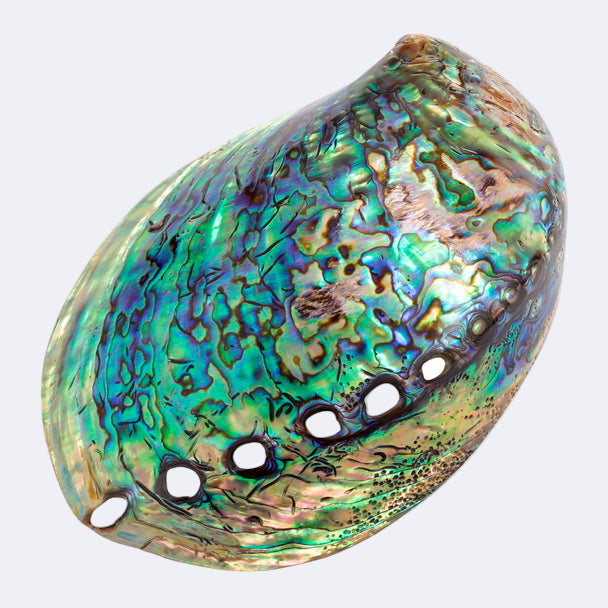 A polished paua shell with a multicolored pattern, approximately 10-14 cms in size.