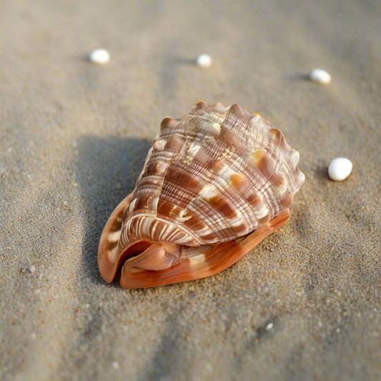 Large Cameo Shell