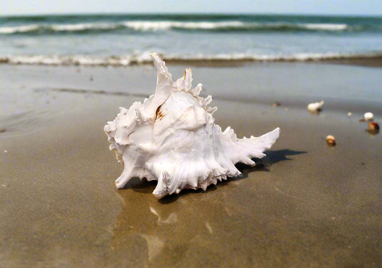 Murex Ramosus Shell