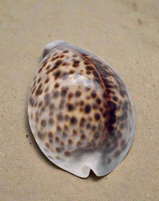 Loose Shells - Tiger Cowrie