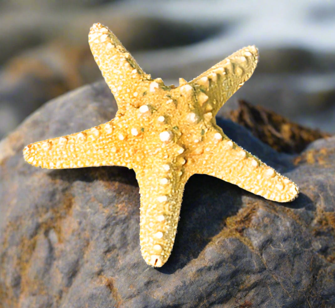 Loose Shells - Giant Knobbly Starfish