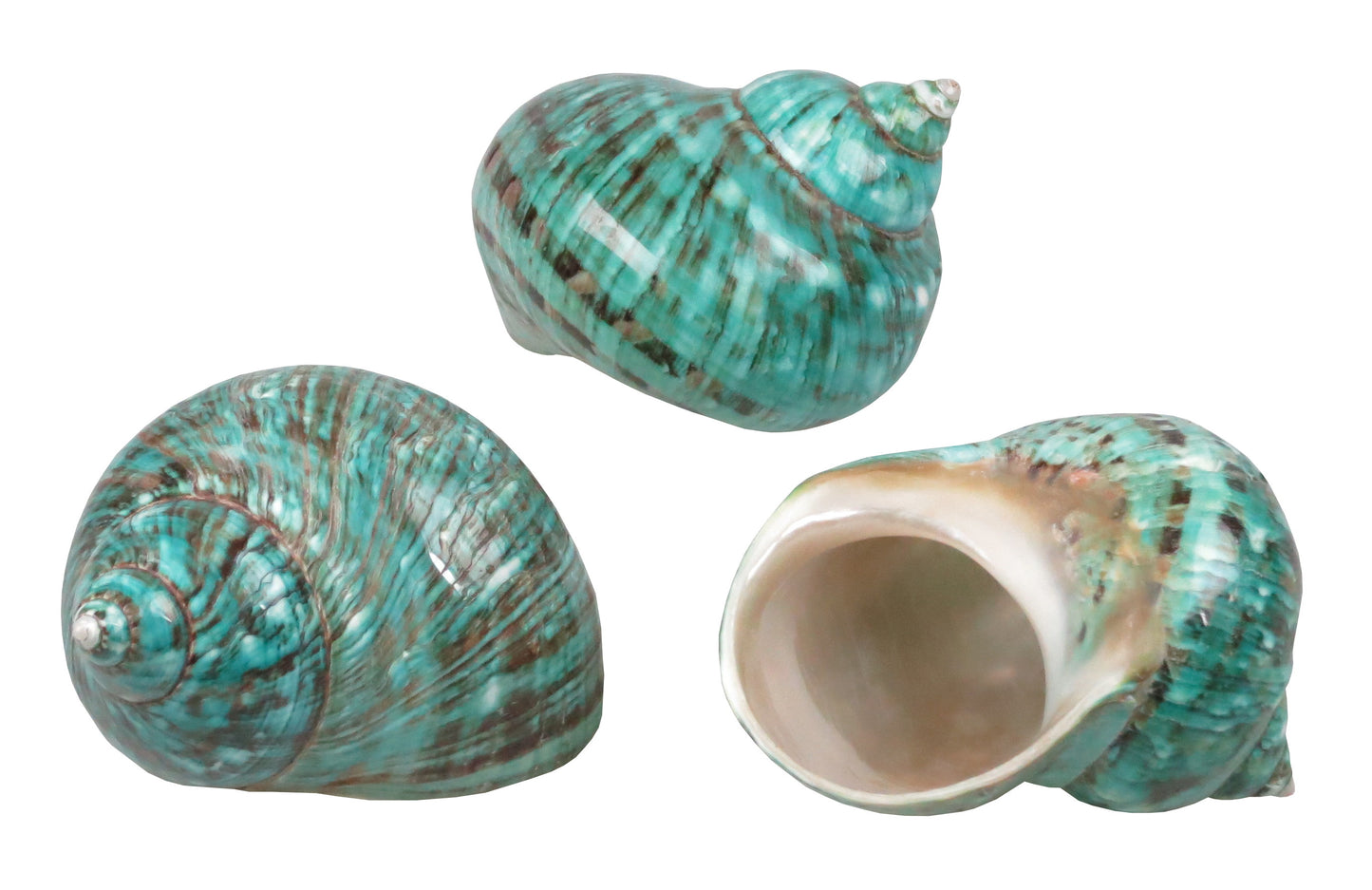 Loose Shells - Turbo Borghese (Green)