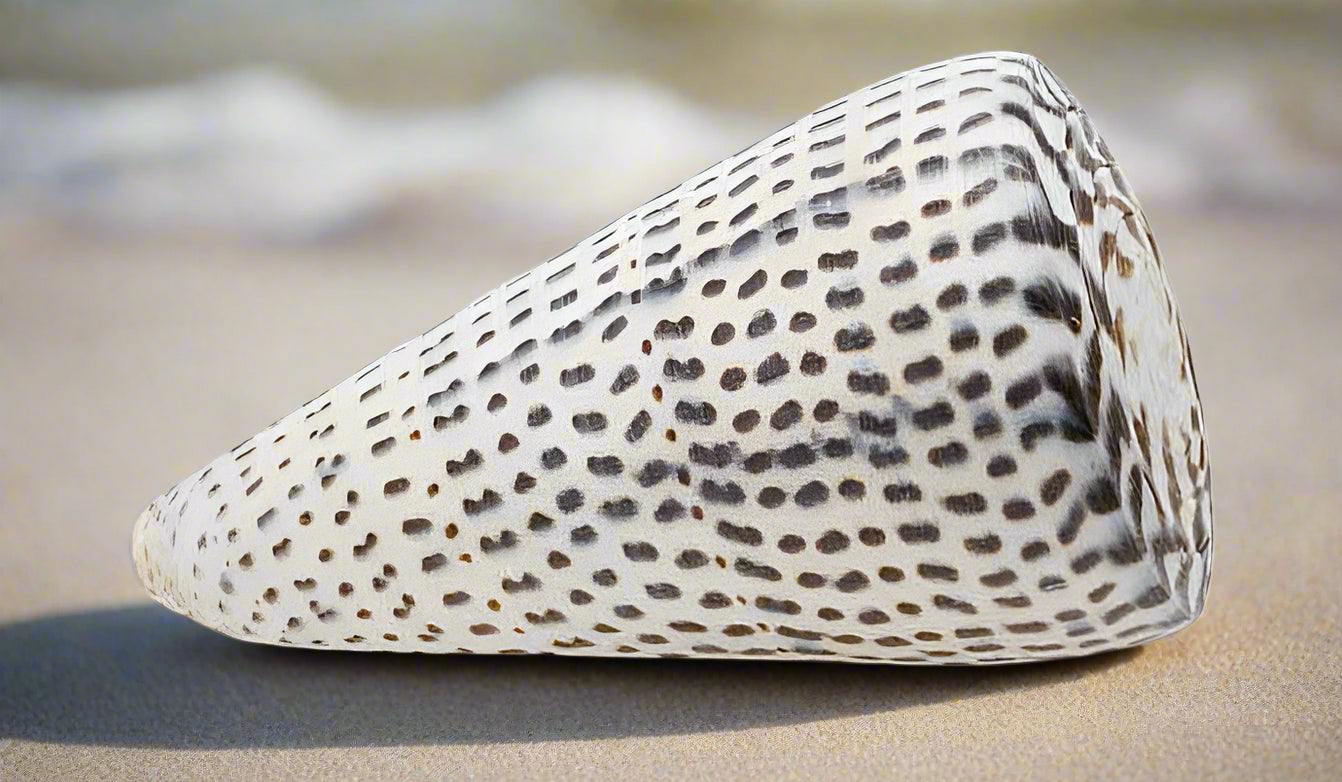 Loose Shells - Leopardus Cone