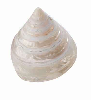 Loose Shells - Mexican Trocha (Pearlised)