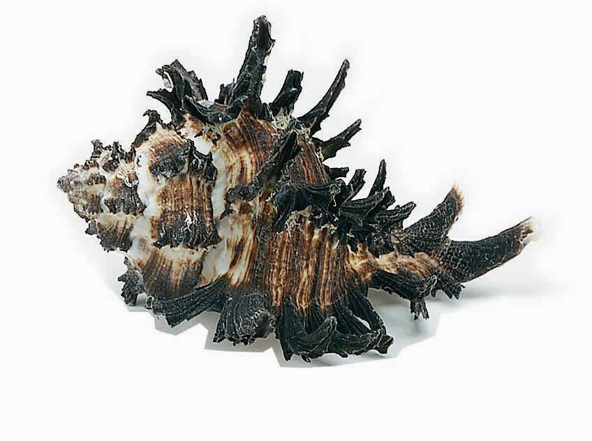 Loose Shells - Murex Endivia