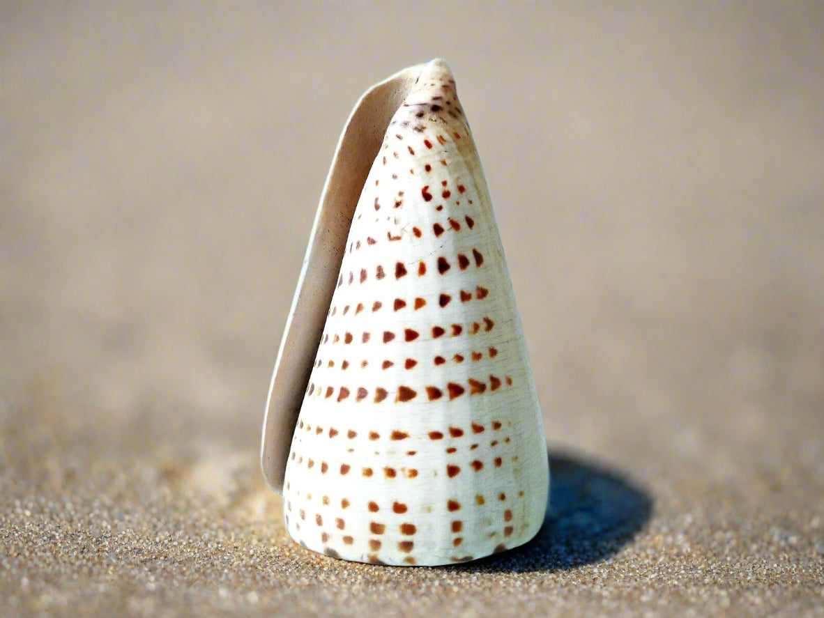 Loose Shells - Leopardus Cone