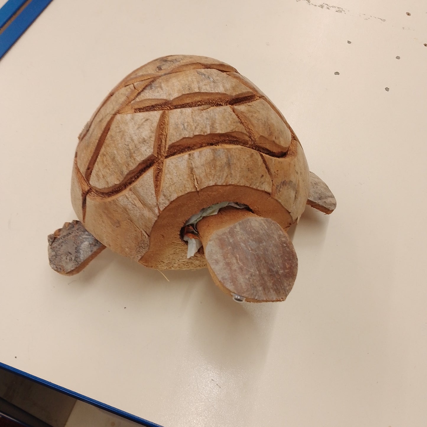 Coconut Nodding tortoise 1