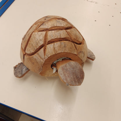 Coconut Nodding tortoise 2