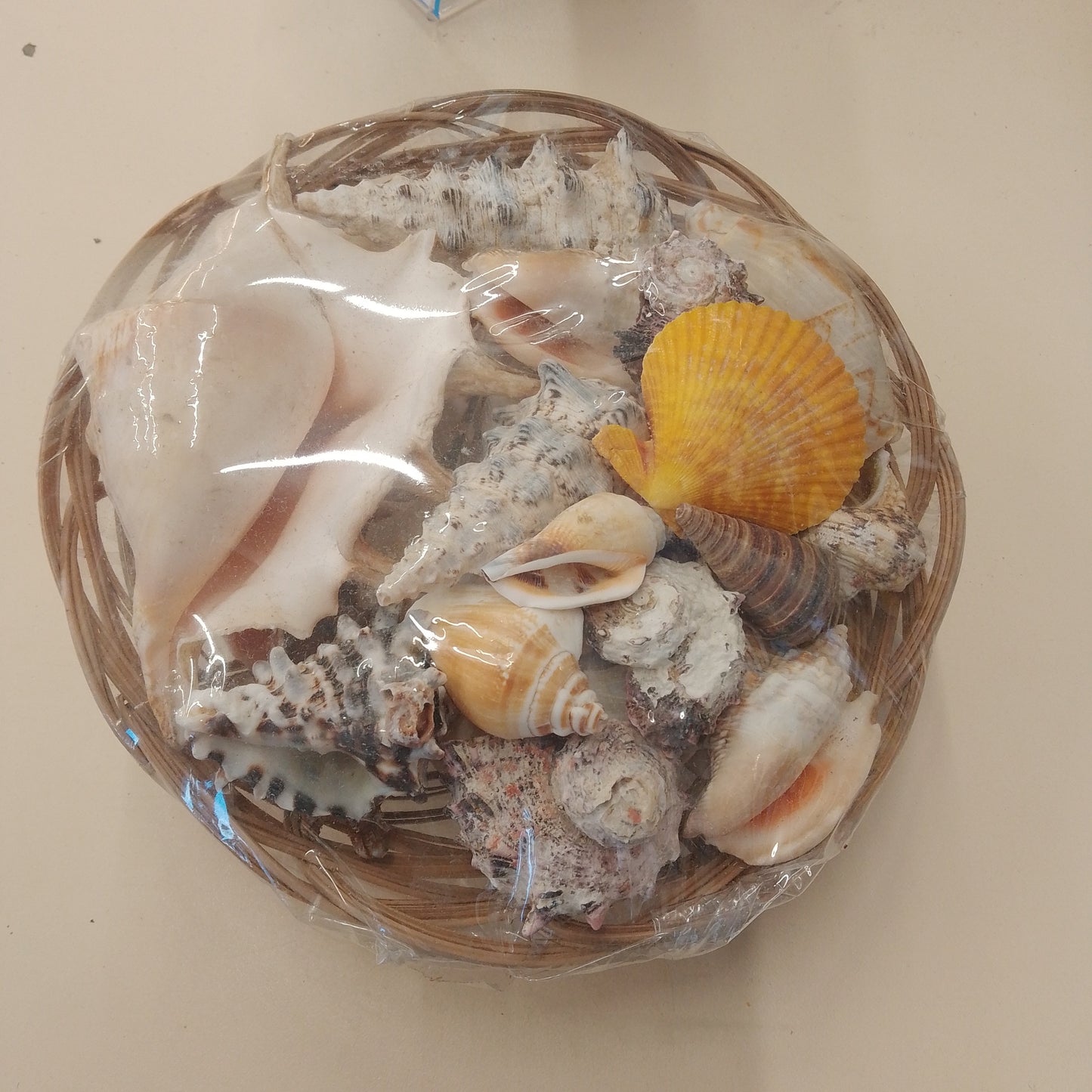 Large 8” shell basket