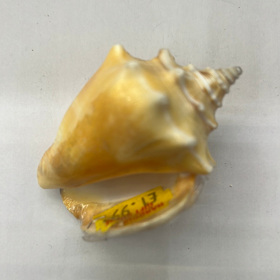 Loose Shells - Primrose Conch