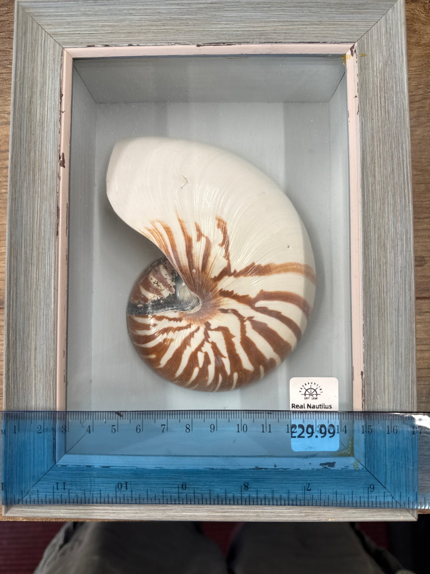 Nautilus shell