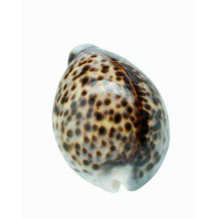 Loose Shells - Tiger Cowrie