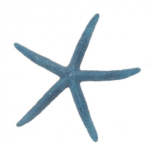 Blue Pointer Starfish