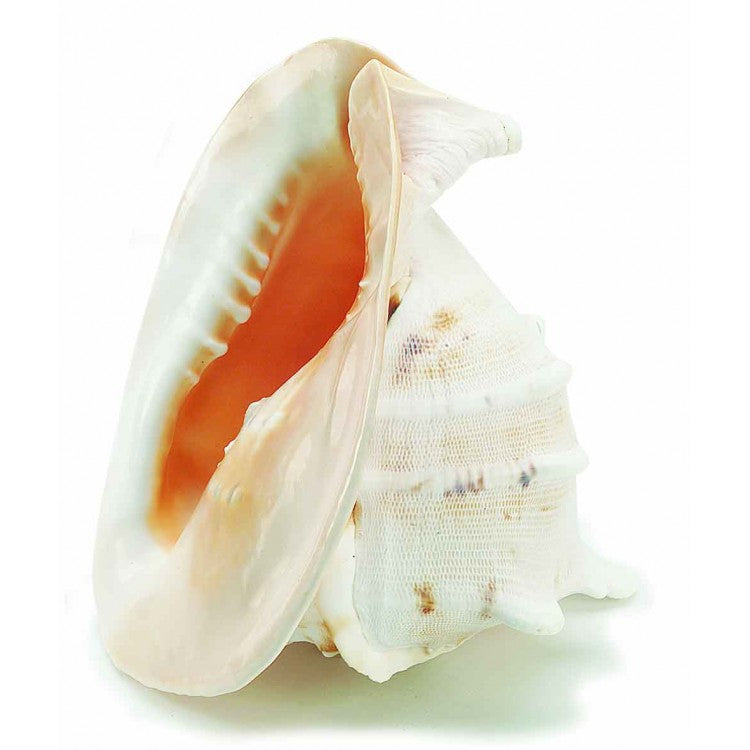 Queen Helmet Conch Shell