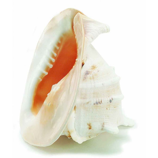 Queen Helmet Conch Shell