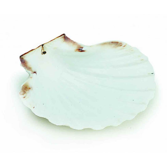 Loose Shells - Scallop