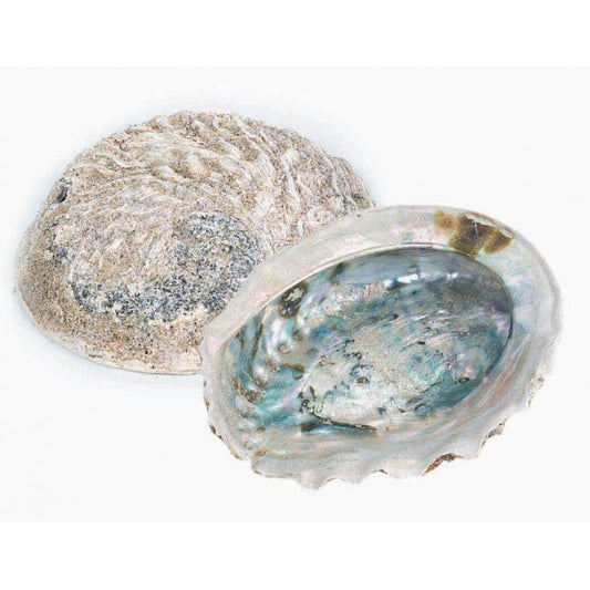 Loose Shells - Rough Unpolished Abalone