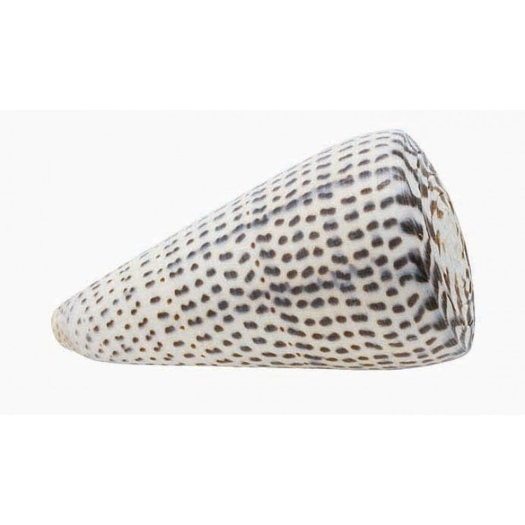 Loose Shells - Leopardus Cone