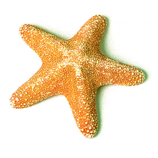 Loose Shells - Tiger Starfish