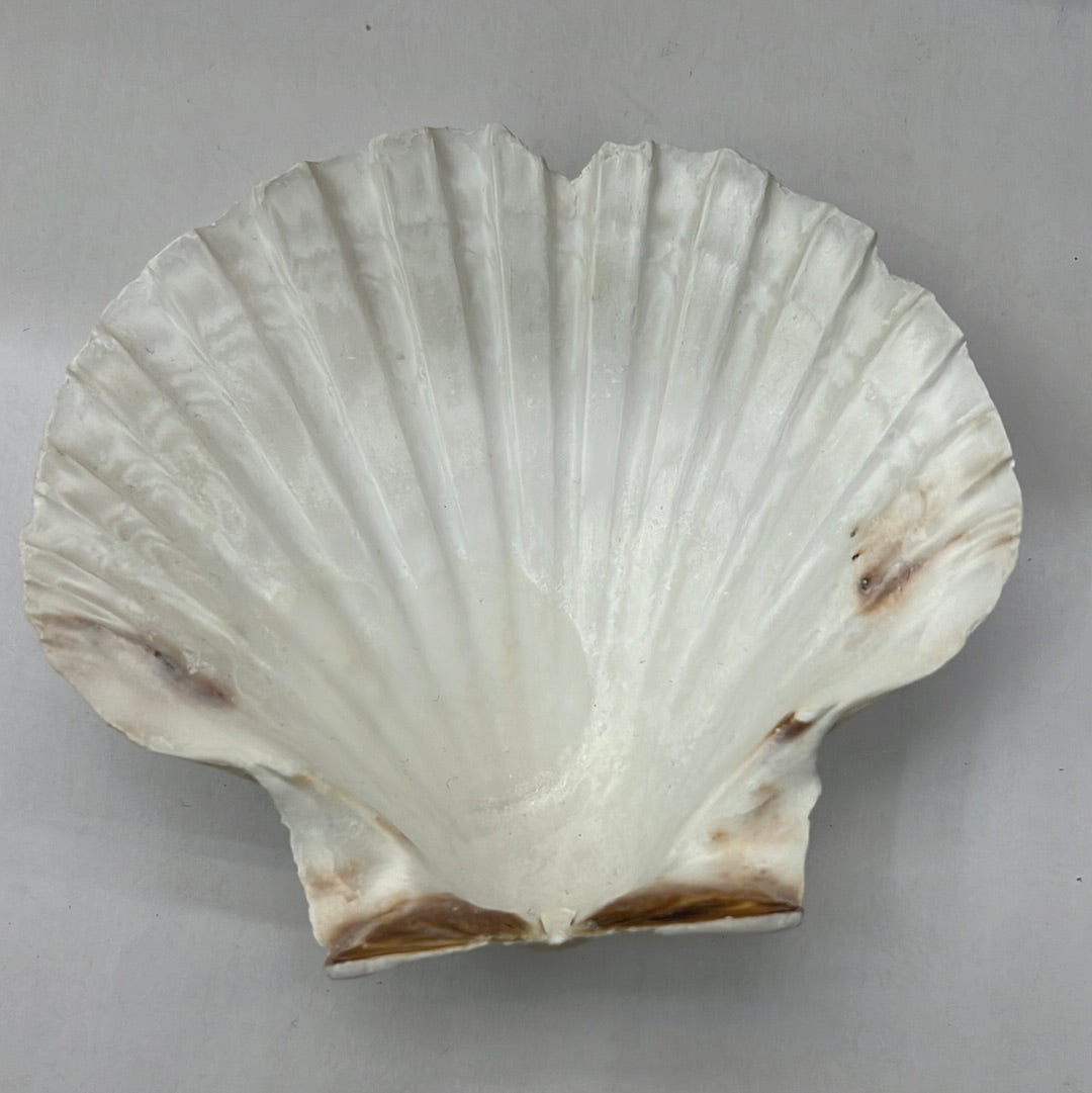 Loose Shells - Scallop