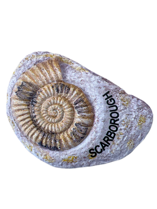 Ammonite Magnet