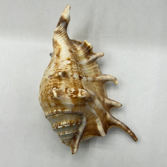 Loose Shells - Lambis Scorpio