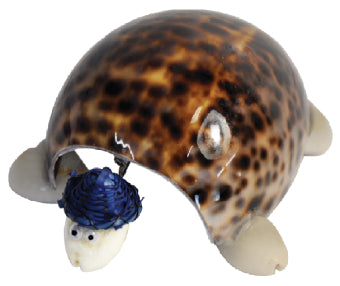 Tiger cowrie Shell turtle