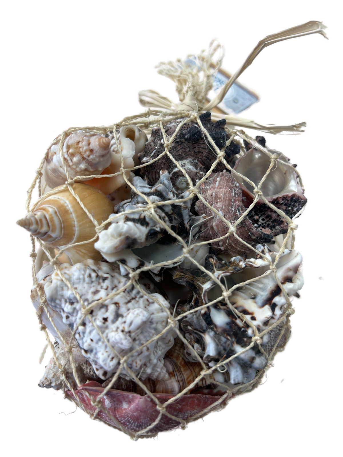 Bag of Assorted Shells