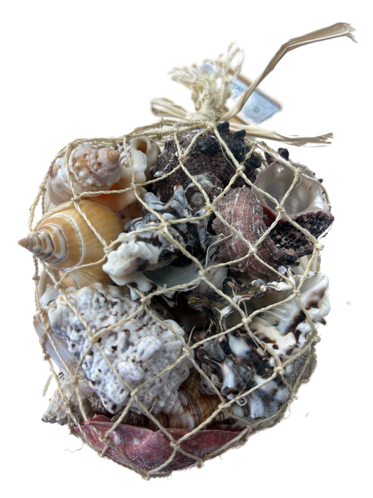 Bag of Assorted Shells