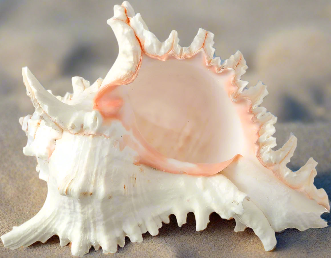 Murex Ramosus Shell