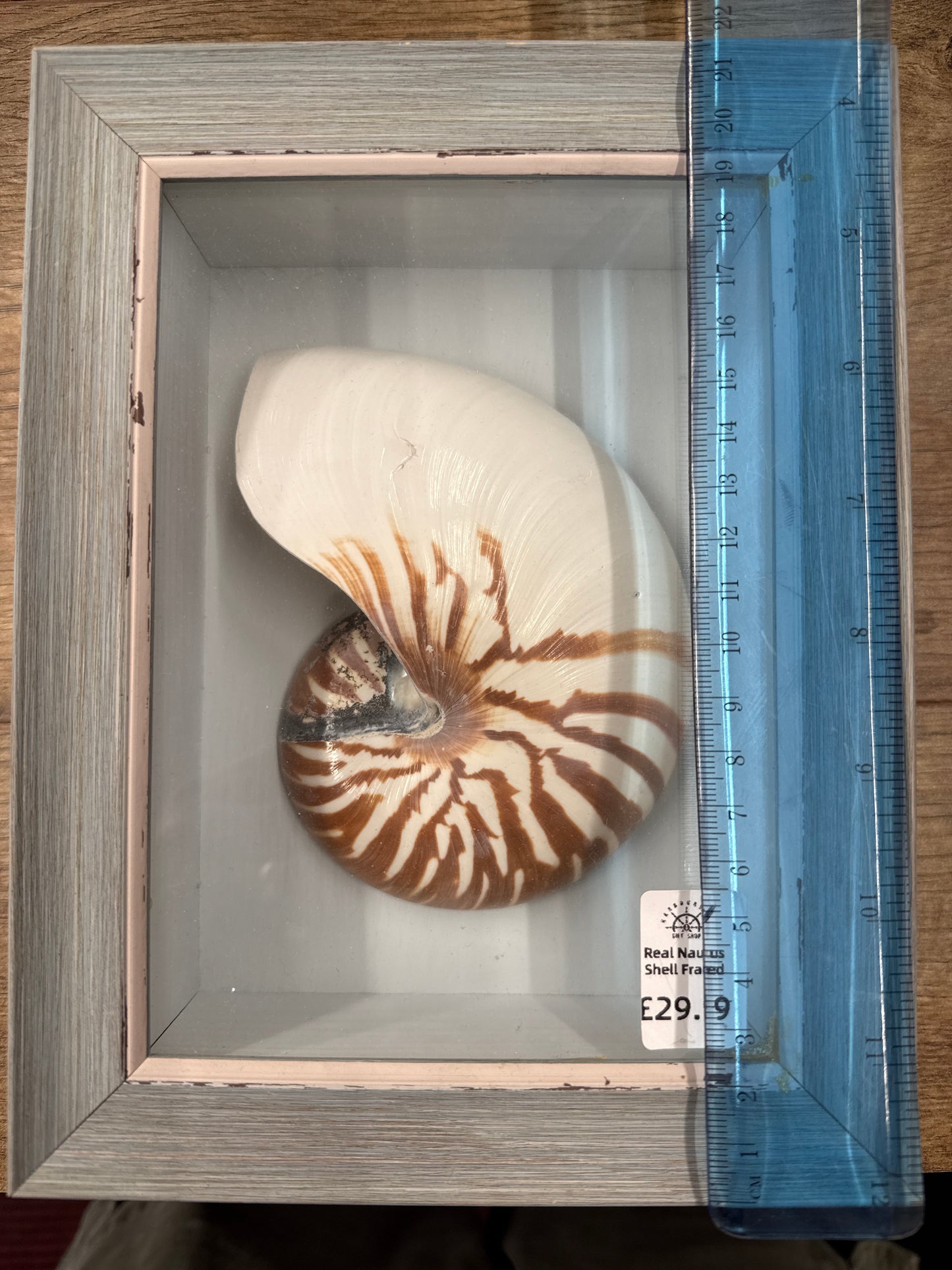 Nautilus shell