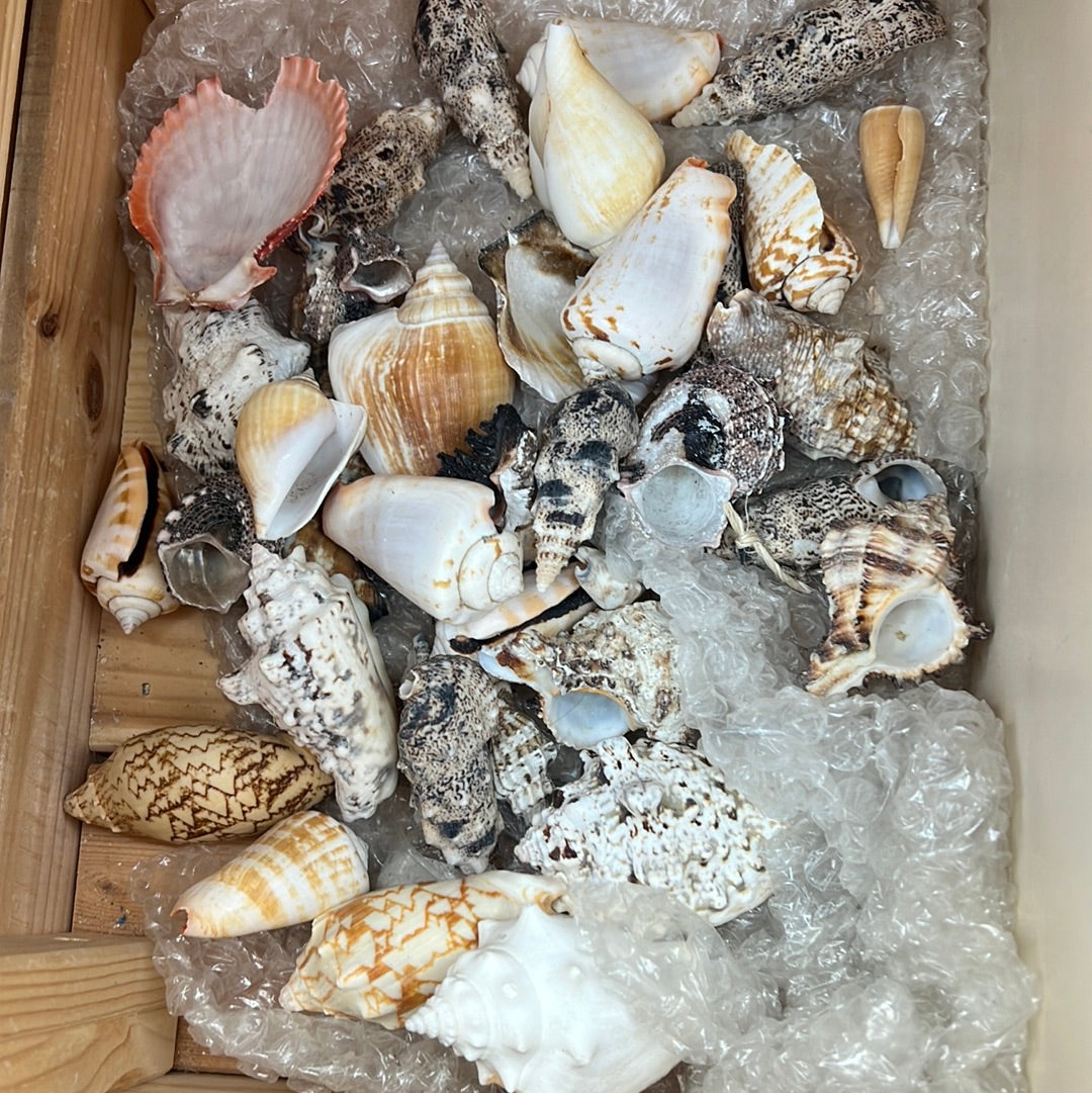 Loose Shells - Assorted shells x3