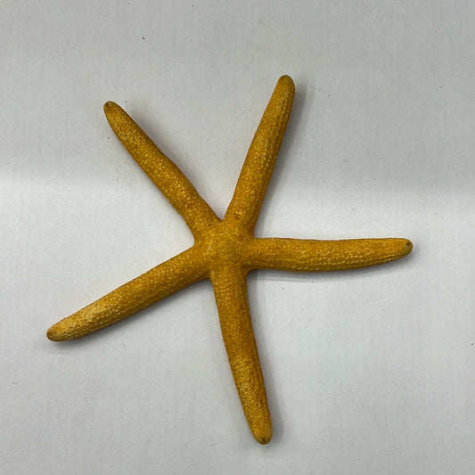 Loose Starfish