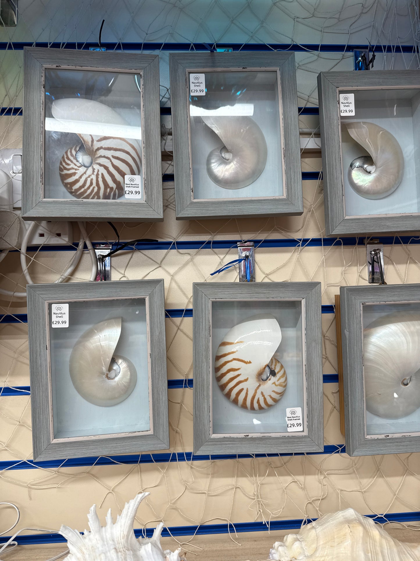 Nautilus shell