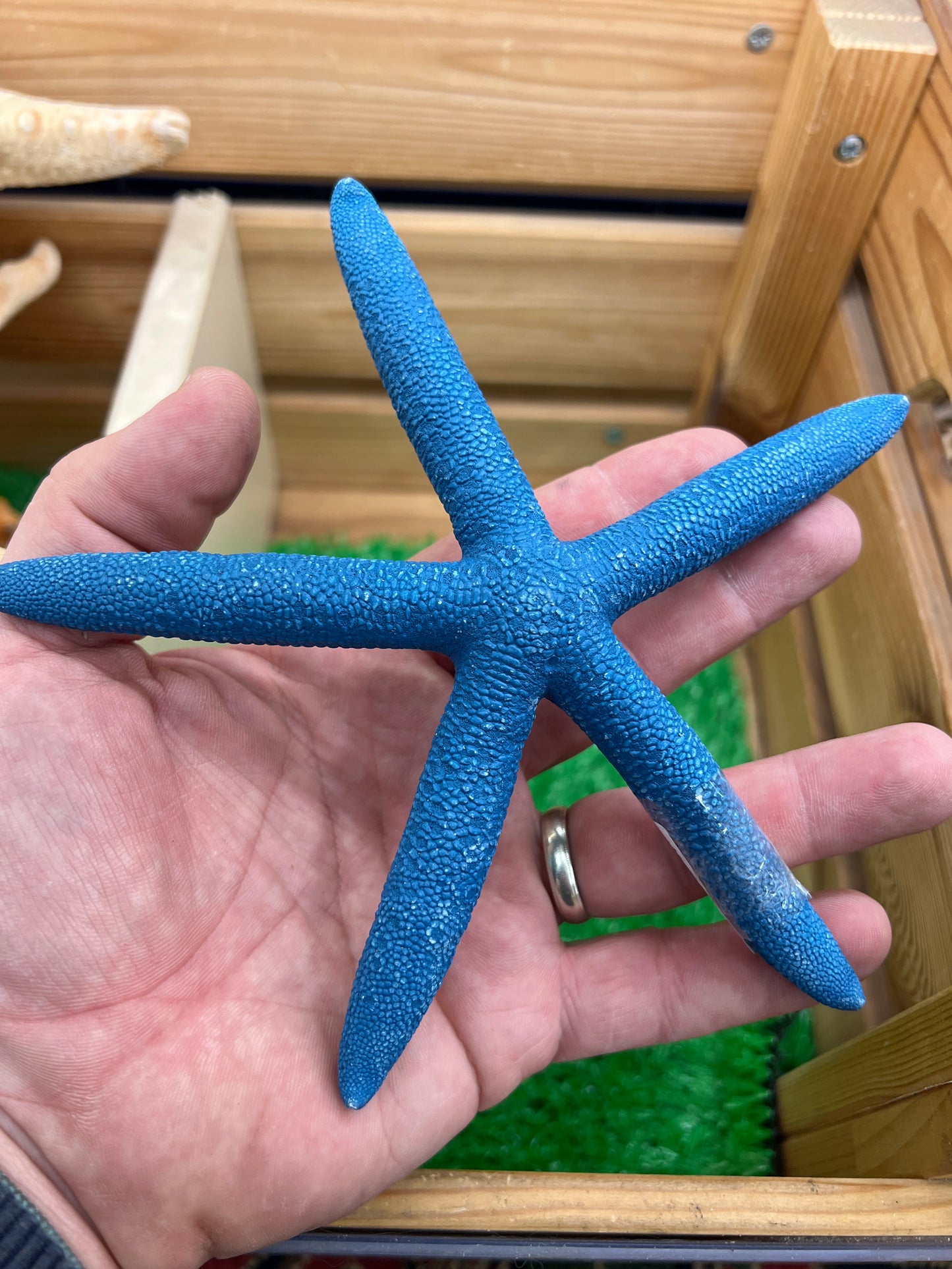 Blue Pointer Starfish