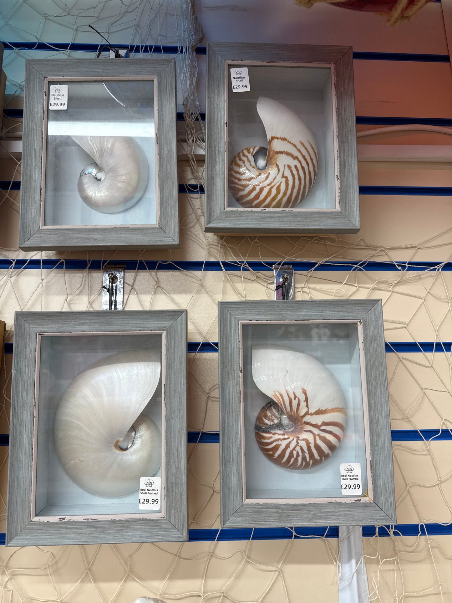 Nautilus shell